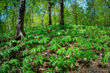 Mayapple plant in Louisiana