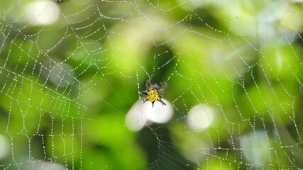 Hasselt's Spiny Spider on cobweb in tropical rain forest.