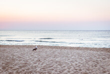 Seagull Walking On A Sandy Beach