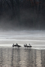 Canada Geese In Wisconsin Winter