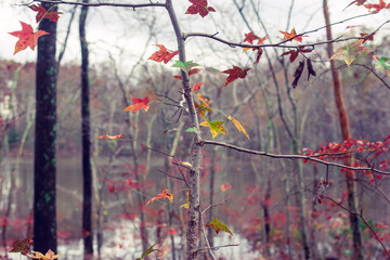 Wall Mural - Multi-colored sweet gum leaves in a woods in the Fall