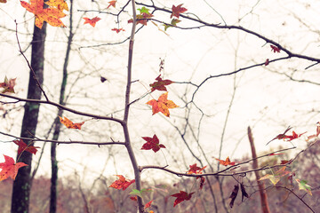 Wall Mural - Multi-colored sweet gum leaves in a woods in the Fall