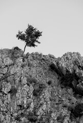 Wall Mural - 
Lonely tree on cliff. Black and white.