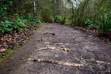 Well-worn Muddy Path With Hazardous Exposed Tree Roots, After The Rain
