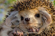 Portrait of a long-eared hedgehog