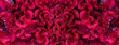 dark pink red cockscomb flower velvet texture nature banner background