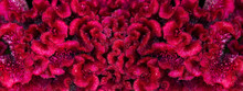 Dark Pink Red Cockscomb Flower Velvet Texture Nature Banner Background