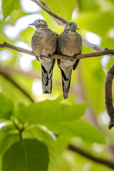 Lovely couple spotted dove bird sitting together on the tree.