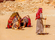Jordan, Petra, Camels Are Resting On The Floor. Waiting For A Tourist Ride.