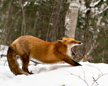  Red Fox Stock Photos. Red Fox Yawning And Stretching Displaying Open Mouth, Teeth, Tongue, Bushy Fox Tail, Fur In The Winter Season In Its Habitat With Snow Forest  Background  Fox Image. 