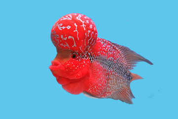 A Colorful of Crossbreed cichlid on isolated blue background. it is a man-made hybrid result of various cross-breeding of South America cichlids. it is so cute and funny fish.