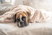 Cute Face 9 Months Old Purebred Golden Puppy German Boxer Dog Closeup Sleeping Under Blanket Warming Up Cuddling