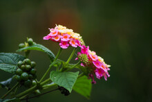 Pink And Yellow Lantana Camara
Flower