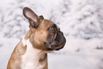 Wall Mural - Portrait of French Bulldog dog in front of blurry winter snow background