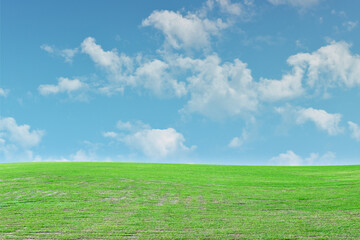 Green grass meadow and blue sky background. Natural field landscape