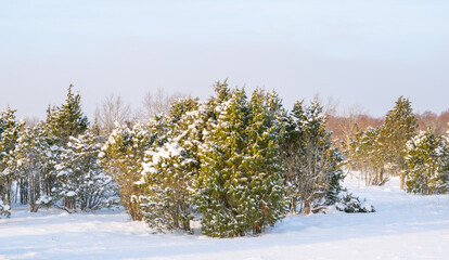 Canvas Print - juniper in the snow