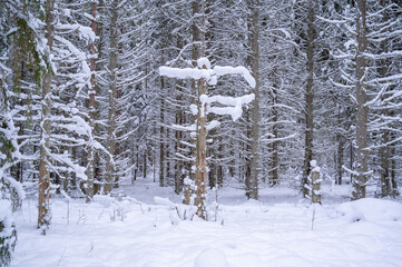 Canvas Print - winter forest in the snow