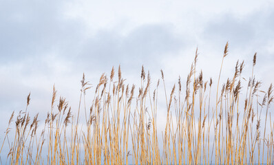 Naklejka na meble reeds in the wind