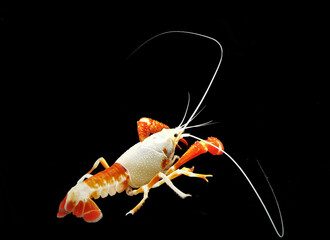 Wall Mural - A colorful crayfish shrimp (crawfish, crawdads, freshwater lobsters, mudbugs or yabbies) on isolated  black background. Procambalus clarkii is freshwater crustaceans.