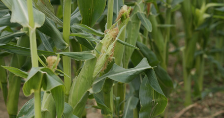 Wall Mural - Corn maize agriculture nature field