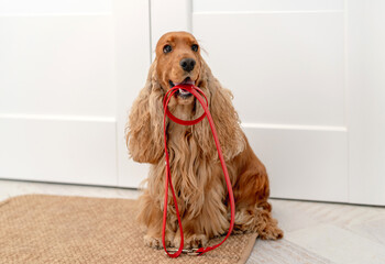 Sticker - English cocker spaniel dog at home