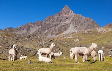 Poster - llama or lama, group of lamas on pastureland