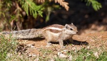 Ground Squirrel, Quirrels Are Small Rodents