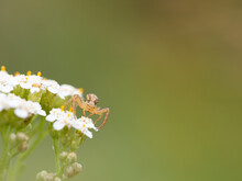 Young Crab Spider (Xysticus) On White Flowers