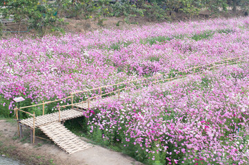Wall Mural - background field aster of cosmos flower