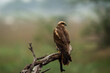 eurasian marsh harrier or Circus spilonotus portrait or closeup perched on tree trunk with natural green background at keoladeo national park or bharatpur bird sanctuary rajasthan india