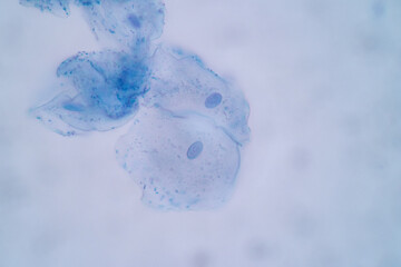 Wall Mural - Characteristics of Squamous epithelial cell (Cell structure) of human under microscope view for education in laboratory.
