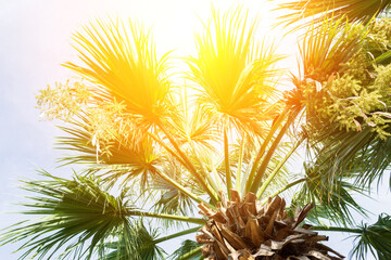 Wall Mural - Palm tree and shining sun over bright sky background. selective focus summer