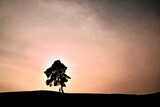 Fototapeta Sawanna - tree in the sunset