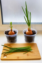 A Garden Of Young Onion On A Window Sill.Growing Onions On The Windowsill. Fresh Green Onions At Home Indoor Gardening Growing Spring Onions In Flower Pot On Window Sill. Fresh Sprouts Of Green Onion