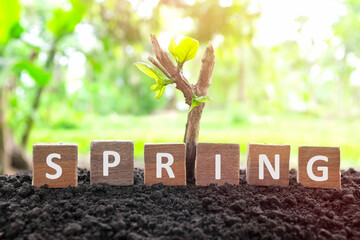 Wall Mural - Dead plant branch with new leaves growing on soil with wooden blocks. Spring season new life, hope, healing and beginning concept.