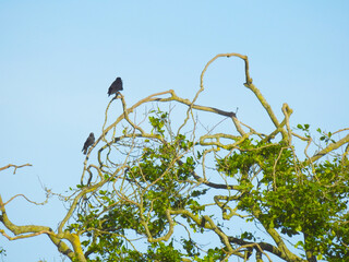 Two black birds on the branches