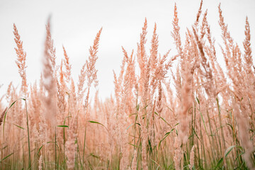 Naklejka na meble The reed is light, brown golden in color. Natural beautiful background of dead wood, herbs.Ecology problem concept. Against the gray sky.