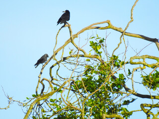 Two black birds on the branches