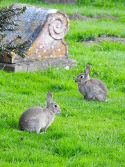 Wall Mural - Two rabbits on the grass