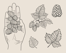 Set Of Hand Drawn Illustrations Of Raspberries In Outline. Sketch Of Bramble Branch, Leaf And Berryes In Hand. Summer Harvest, Ingredient Of Jam Or Marmalade. Vegan, Organic Food. Vector Illustration