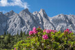 Alpenrosenblüte im Karwendel