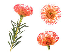 Pincushion Flowers