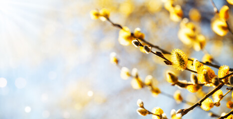 Wall Mural - Easter or Spring background with flowering willow branches against blue sky in sunlight.