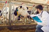 Fototapeta  - Farmer or veterinarian sitting and touching cows nose