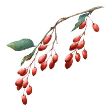 Barberry Branch With Red Berries Hand Drawn In Watercolor Isolated On A White Background. Watercolor Botanical Illustration