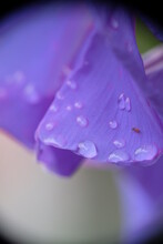 Close-up Of Purple Morning Glory Flower In Home Garden.