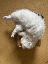 PAUSE - Meine Weiße Kusschelkatze Liegt Auf Meinem Fotokoffer - Lockdown