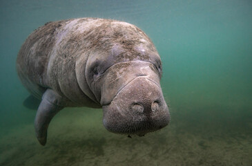 A manatee underwater in Florida 