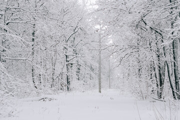 Canvas Print - A road in a winter snow-covered forest