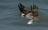 Fototapeta Zachód słońca - An osprey fishing in Florida 